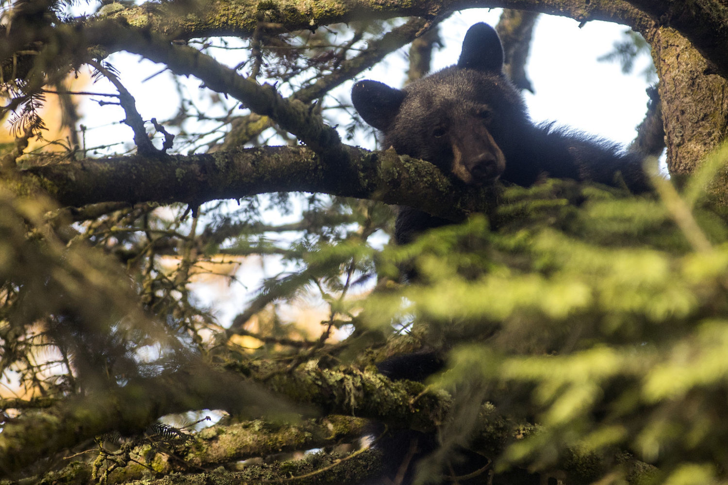A black bear sits up in a tree in the backyard of a home on the 300 block of West Chestnut Street in Centralia in this Thursday, Oct. 8, 2015, Chronicle file photo.